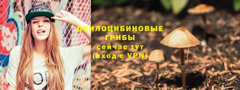 Псилоцибиновые грибы Psilocybe  Кола 